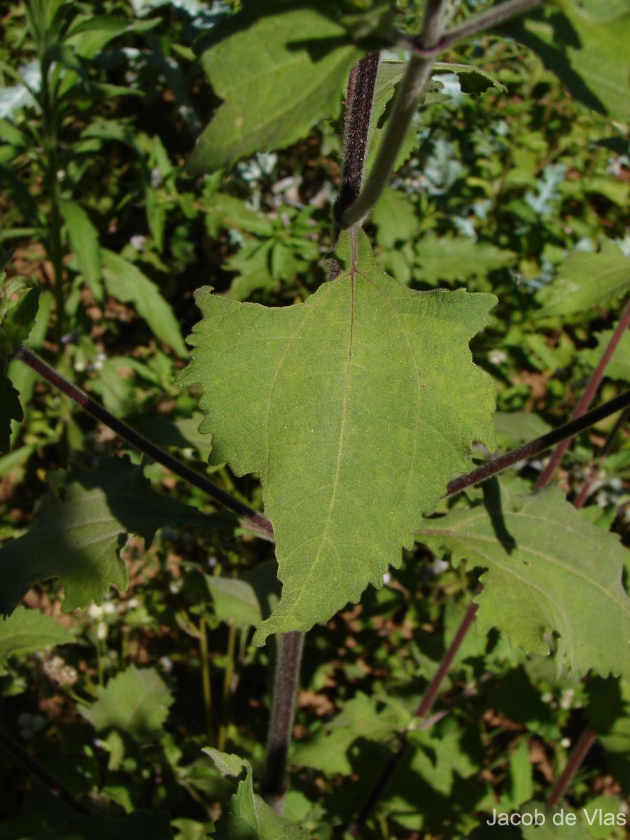 Sigesbeckia orientalis L.